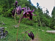 16 Aquilegia atrata (Aquilegia) sul sent. 129 prima di entrare nel bosco